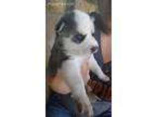 Siberian Husky Puppy for sale in Sumner, WA, USA