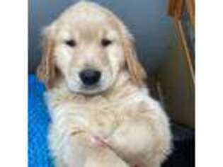 Golden Retriever Puppy for sale in Salem, NH, USA