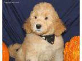Labradoodle Puppy for sale in Claremont, CA, USA