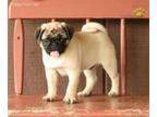 Pug Puppy for sale in Paradise, PA, USA