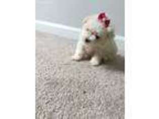 Maltese Puppy for sale in District Heights, MD, USA
