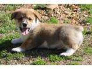 Pembroke Welsh Corgi Puppy for sale in Hiwasse, AR, USA