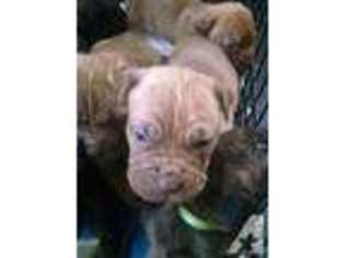 Mastiff Puppy for sale in MARION, OH, USA