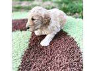 Labradoodle Puppy for sale in Corbin, KY, USA