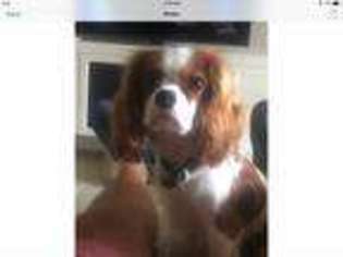 Cavalier King Charles Spaniel Puppy for sale in Cape Coral, FL, USA