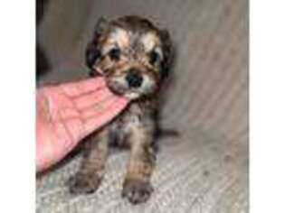 Cavapoo Puppy for sale in West Warwick, RI, USA