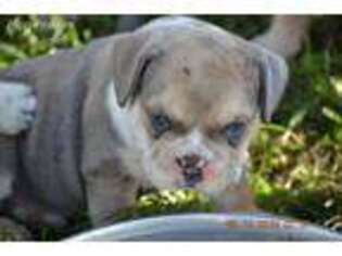 Bulldog Puppy for sale in Keosauqua, IA, USA