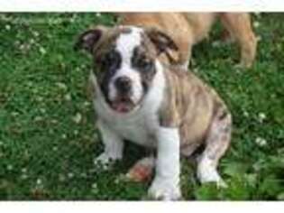 Bulldog Puppy for sale in Union Bridge, MD, USA
