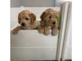 Goldendoodle Puppy for sale in Millville, NJ, USA