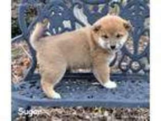 Shiba Inu Puppy for sale in Deepwater, MO, USA