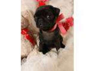 Pug Puppy for sale in Lucerne Valley, CA, USA