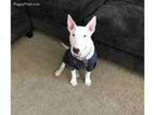 Bull Terrier Puppy for sale in Portland, OR, USA