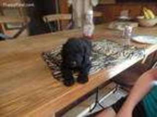 Goldendoodle Puppy for sale in Kennewick, WA, USA