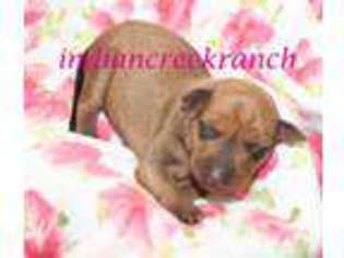 Miniature Pinscher Puppy for sale in Hannibal, MO, USA