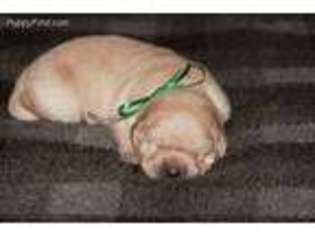 Labrador Retriever Puppy for sale in Goldthwaite, TX, USA