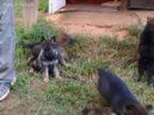 German Shepherd Dog Puppy for sale in Travelers Rest, SC, USA