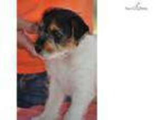 Jack Russell Terrier Puppy for sale in Saint Louis, MO, USA