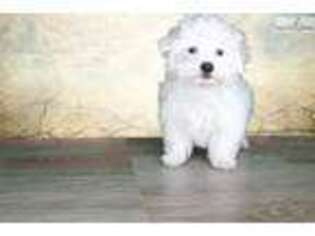 Maltese Puppy for sale in Saint George, UT, USA