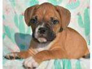 Boxer Puppy for sale in Vernonia, OR, USA
