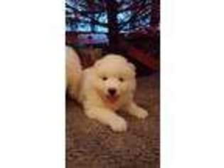 Samoyed Puppy for sale in Stoneboro, PA, USA