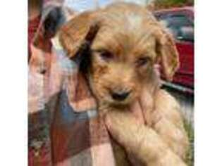 Goldendoodle Puppy for sale in Wilmot, NH, USA