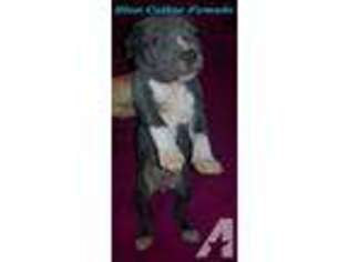 American Pit Bull Terrier Puppy for sale in OKLAHOMA CITY, OK, USA