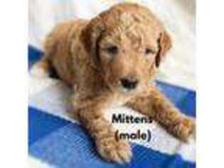 Goldendoodle Puppy for sale in Hobe Sound, FL, USA