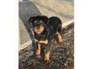 Rottweiler Puppy for sale in Priest River, ID, USA