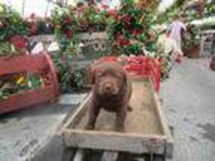 Labrador Retriever Puppy for sale in New Enterprise, PA, USA