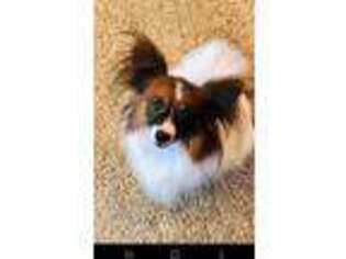 Papillon Puppy for sale in Coaldale, PA, USA