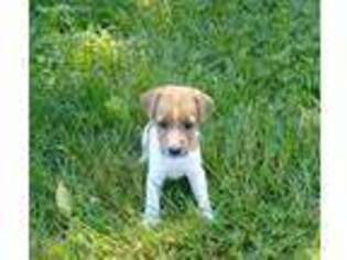 Jack Russell Terrier Puppy for sale in Swansea, MA, USA