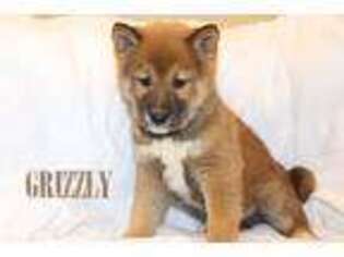 Shiba Inu Puppy for sale in Bernville, PA, USA