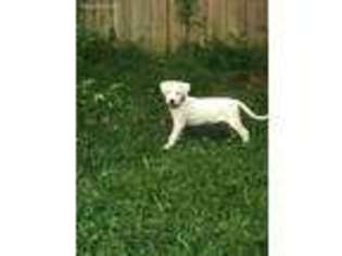Dogo Argentino Puppy for sale in Jacksonville, NC, USA