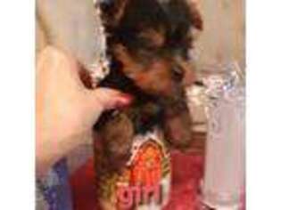 Yorkshire Terrier Puppy for sale in Unknown, , USA