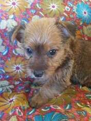Mutt Puppy for sale in CRYSTAL RIVER, FL, USA