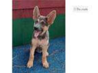 German Shepherd Dog Puppy for sale in Tyler, TX, USA