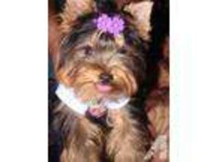 Yorkshire Terrier Puppy for sale in DARLINGTON, SC, USA
