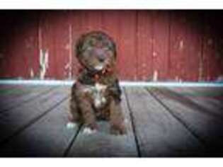 Miniature Australian Shepherd Puppy for sale in Platteville, WI, USA