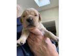 Golden Retriever Puppy for sale in Millbrook, NY, USA