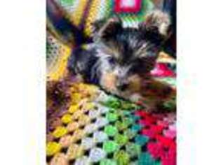 Yorkshire Terrier Puppy for sale in Union City, TN, USA