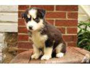 Siberian Husky Puppy for sale in CANTON, OH, USA