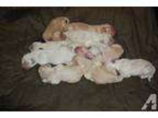 Goldendoodle Puppy for sale in INDIANAPOLIS, IN, USA