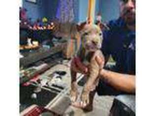 American Staffordshire Terrier Puppy for sale in San Bernardino, CA, USA