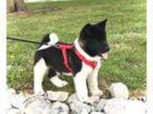 Akita Puppy for sale in Linneus, MO, USA