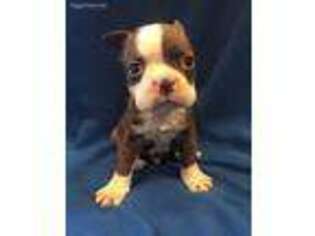 Boston Terrier Puppy for sale in Durant, OK, USA