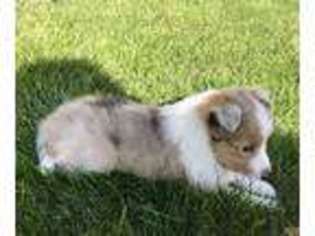 Shetland Sheepdog Puppy for sale in Ann Arbor, MI, USA