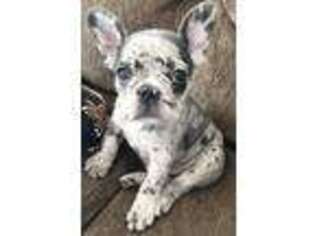 French Bulldog Puppy for sale in Birchwood, WI, USA