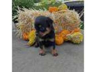 Rottweiler Puppy for sale in Baltic, OH, USA