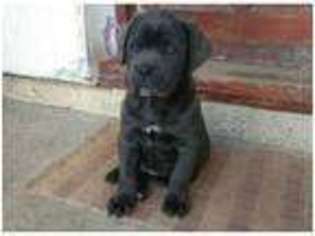Cane Corso Puppy for sale in Bradford, West Yorkshire (England), United Kingdom