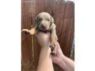 Doberman Pinscher Puppy for sale in Poteau, OK, USA
